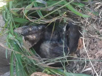 Gattini di quasi 3 mesi in cerca di casa