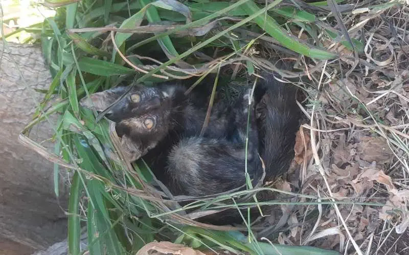 Gattini di quasi 3 mesi in cerca di casa