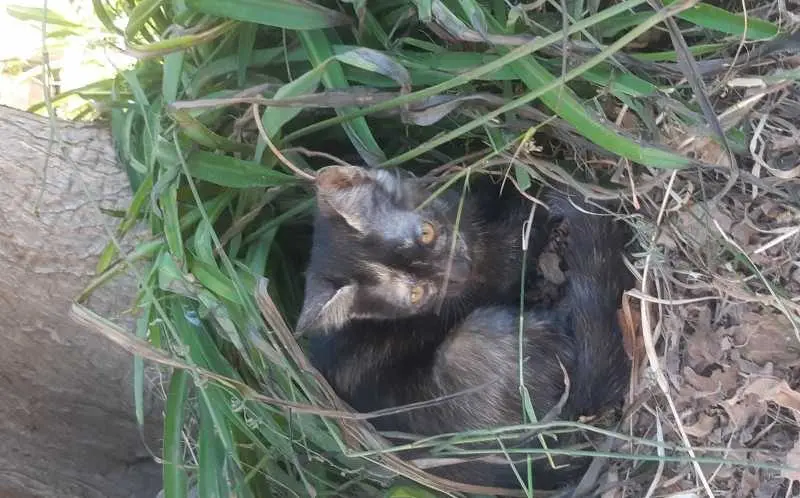 Gattini di quasi 3 mesi in cerca di casa