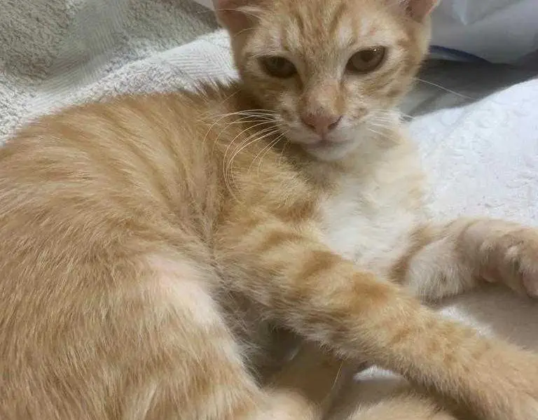 regalasi gattine