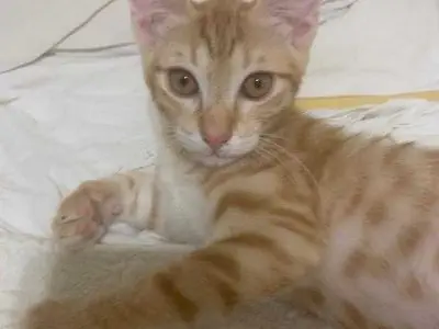 regalasi gattine