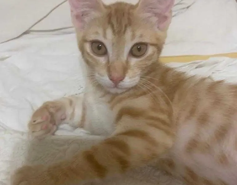 regalasi gattine