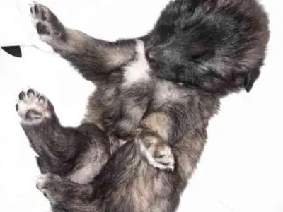 Cuccioli di pastore belga tervueren e groenendael