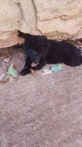 Cuccioli di pastore belga tervueren e groenendael