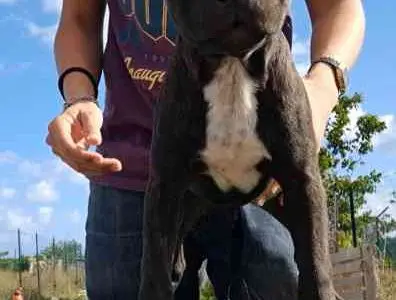 Cucciolo di staffordshire bull terrier