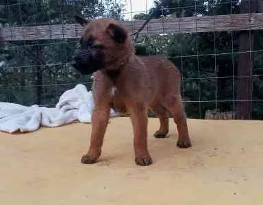 Cuccioli di Malinois