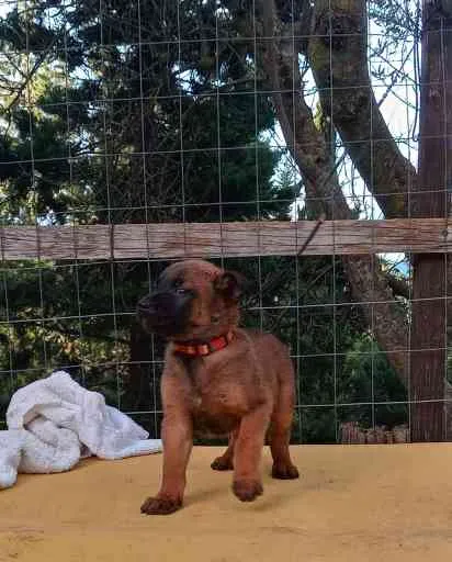 Cuccioli di Malinois