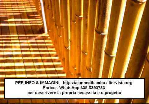 Canne di bambù bambu bamboo