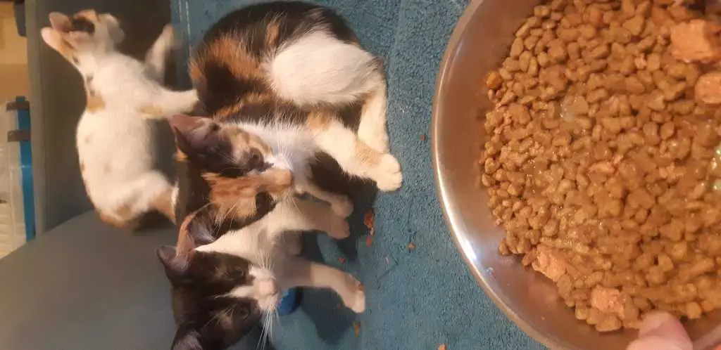 Gattini di quasi 3 mesi in cerca di casa