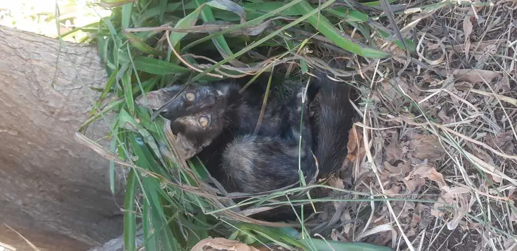 Gattini di quasi 3 mesi in cerca di casa