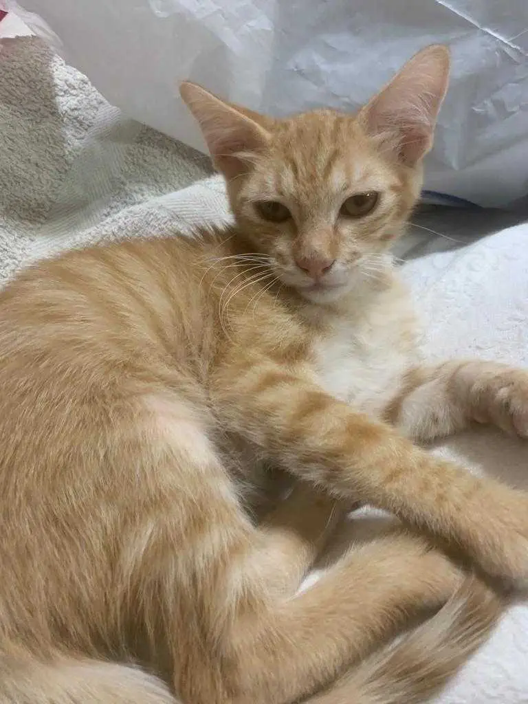 regalasi gattine
