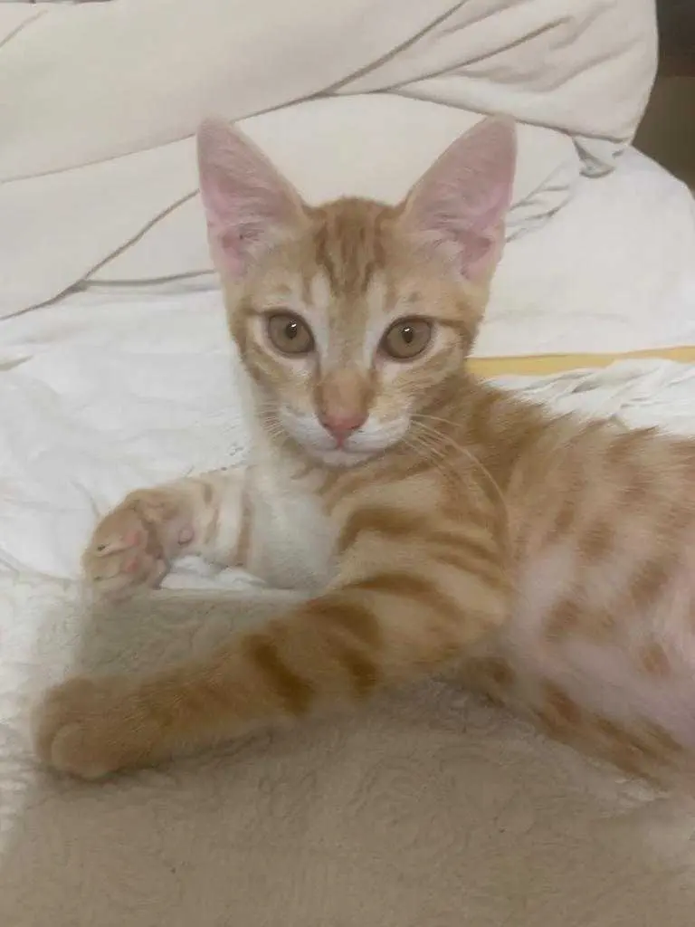 regalasi gattine