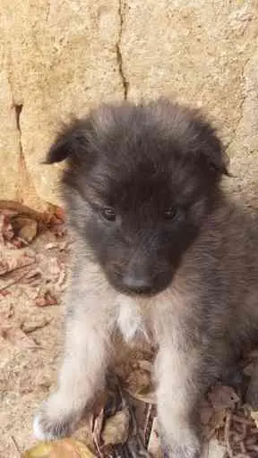 Cuccioli di pastore belga tervueren e groenendael