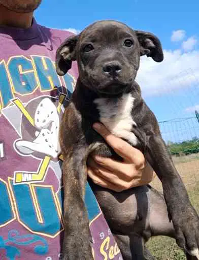 Cucciolo di staffordshire bull terrier