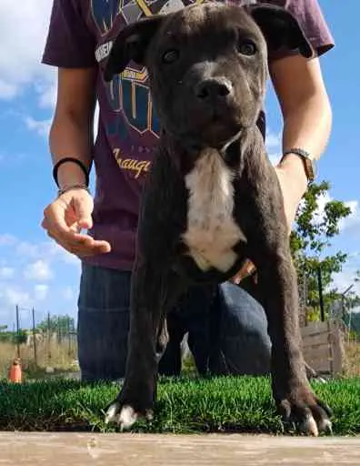 Cucciolo di staffordshire bull terrier