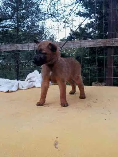 Cuccioli di Malinois
