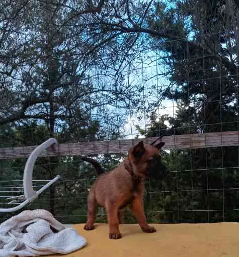 Cuccioli di Malinois