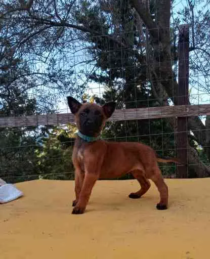 Cuccioli di Malinois